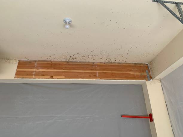 Best Black Mold Removal  in Waimalu, HI