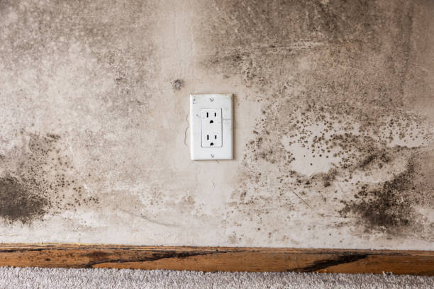 Best Mold Documentation for Insurance Claims  in Waimalu, HI